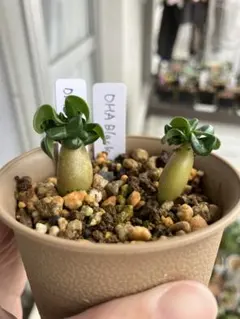 極美/獅子葉/アデニウム/超極太】ドーセットホーン アデニウム B 2025