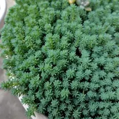 パリダム50g位多肉植物 観葉植物