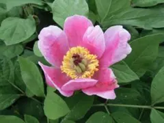 あれっぽのねずみ様 リクエスト 5点 まとめ商品