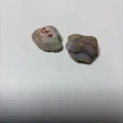 シェルオパール 二枚貝 欠片 貝化石 | Mercari