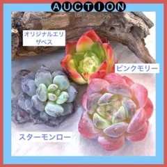 円*♡様 ⚠️オークション⚠️ 現品 エケベリア 寄せ植え 多肉弁当 多肉植物