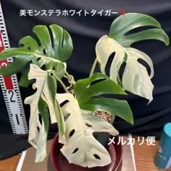 2026年最新】モンステラハーフムーンの人気アイテム - メルカリ
