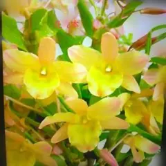 ブルックリン様 リクエスト 2点 まとめ商品