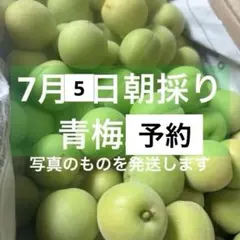 7月2日収穫 朝採り 産地直送 山形県産 青梅 約1kg サイズ混合 ① 