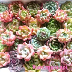 e11多肉植物エケベリア〈カット苗〉☆寄植えMIX☆