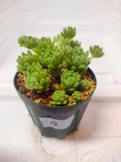 ニック・ナックガレージ様 リクエスト 2点 まとめ商品