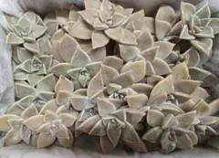 多肉植物 白牡丹 桜牡丹カット苗 セット - メルカリ