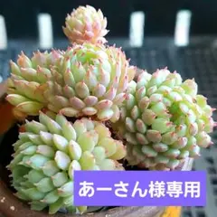 あーさん様 リクエスト 3点 まとめ商品