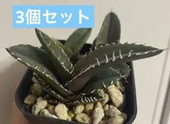 アガベE 青葉　オテロイ実生　選抜　チタノタ　オアハカ　ブルー