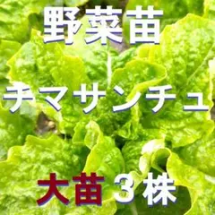 たけまき様 リクエスト 2点 まとめ商品※確認事項あり