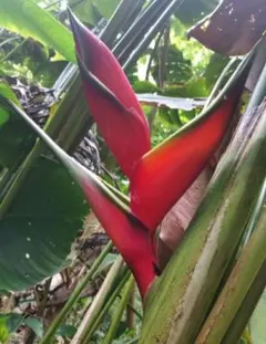 Tiara様 リクエスト 2点 まとめ商品