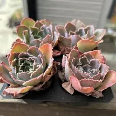 るるれれろ様 リクエスト 4点 まとめ商品