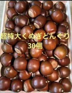 超特大くぬぎどんぐり 30個