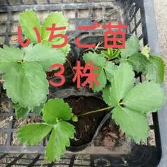 ★断捨離中✩ ★⭐︎レア⭐︎ピンク花　桜色　いちご苗　2苗　メルカリ便 鈴なりピンク花いちご ガザーナ 苗 抜き苗 品種ラベル付き
