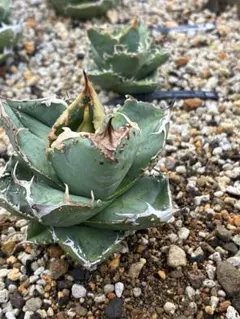 特撰】アガベチタノタ 疣猪①ブツブツ 検）麻花 金蝉 蚩尤 実生