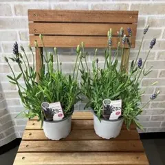 イングリッシュラベンダー ブルースピア 4号ポット 2個セット 花苗 花壇