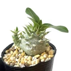 2026年最新】パキポディウム マカイエンセの人気アイテム - メルカリ