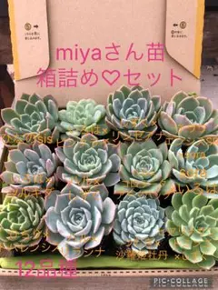 多肉植物 miyaさん苗♡箱詰めセット(メルカリ便) 2026年最新】miya苗の人気アイテム - メルカリ