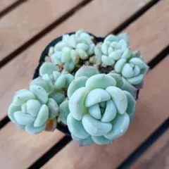 DONKY様 リクエスト 2点 まとめ商品