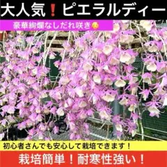ミィー様 リクエスト 2点 まとめ商品