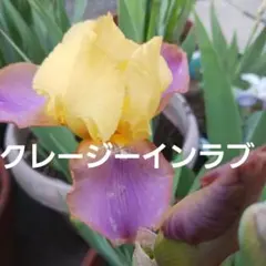 Kodeちゃん様専用ジャーマンアイリス - メルカリ