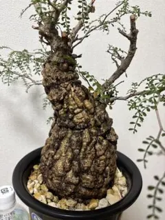 2025年最新】パキプス 現地球の人気アイテム - メルカリ