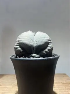 2026年最新】ランポー玉 サボテンの人気アイテム - メルカリ