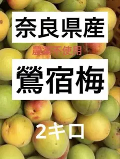 新鮮な青梅 梅酒・梅シロップ用　2キロ　鶯宿梅のサムネイル