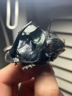 2025年最新】エンシフェルの人気アイテム - メルカリ