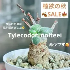 【激レア★早い者勝ち】　チレコドン ノルティ　開花経験株　冬型植物　鉢ごと　32 激レア☆早い者勝ち】 チレコドン ノルティ 開花経験株 冬型植物