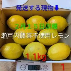 ①２月１５日収穫　新鮮！瀬戸内の農薬不使用レモン