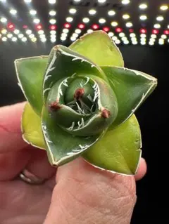 2171多肉植物 アガベ ピンキー 王妃笹の雪A型 白覆輪斑 - メルカリ