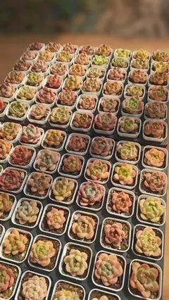 Top【選抜株】多肉植物 363714ロカ 48個 鉢無し/脱土 - メルカリ
