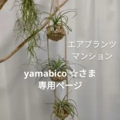 麻紐で編んだエアプランツハンガー プラントハンガーのサムネイル