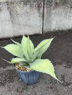 K*s様 アガベ オバティフォリア オルカ 地植えから抜いて、けっこう