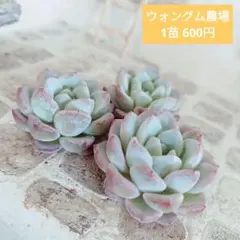 ウォングム農場◎ブラックサバス(双頭)◎多肉植物 カット苗 輸入苗