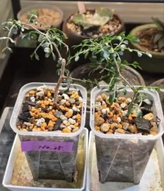 2026年最新】パキプス 鉢の人気アイテム - メルカリ