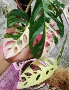 【大きめ】 斑入りMonstera・マドカズラ①のサムネイル
