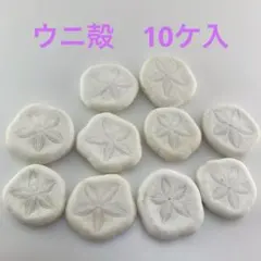 ウニ殻 工作素材