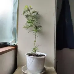 コーカサスモミ ペンデュラ 接木苗 - メルカリ