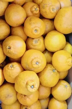 コスパ最高　デコポン　不知火　みかん　20kg 家庭用