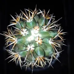 ざっきー様 リクエスト 4点 まとめ商品