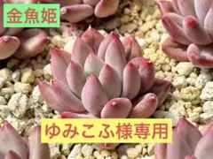 ゆみこふ様 リクエスト 2点 まとめ商品