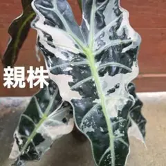 Scindapsus spボルネオ産 わさわさ仕立て1 - メルカリ