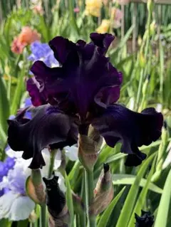 ジャーマンアイリス　スーパースティション① 1芽のサムネイル
