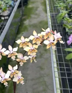 胡蝶蘭 原種 交配種 激レア 入手困難 - メルカリ