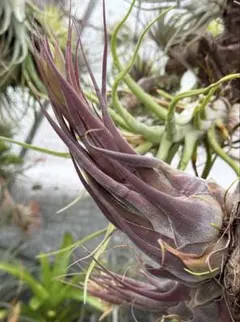 Tillandsia Bulbosa Freak Show (TI) 速達発送 - メルカリ