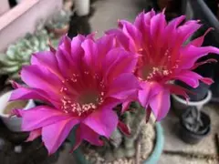 花サボテンピンク子苗3個 - メルカリ