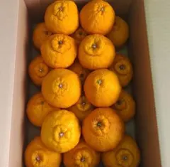 熊本県産　超お買い得❗️　デコポン（不知火）2L 5キロのサムネイル