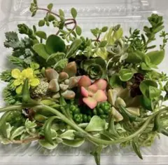 12/19(金)発送　多肉植物セダム　カット苗　寄せ植えミニセット②